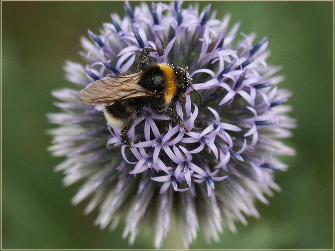 Hummel auf Echinops