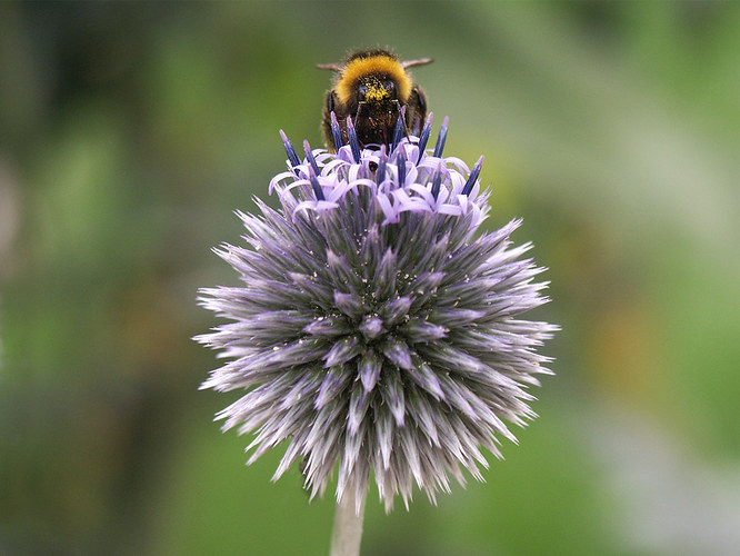 Hummel auf (Echinops spec.)!?!