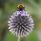 Hummel auf (Echinops spec.)!?!