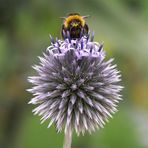 Hummel auf (Echinops spec.)!?!