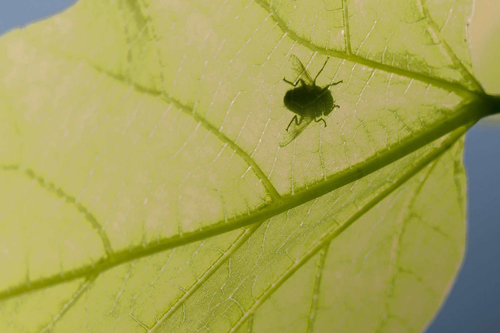 Hummel auf einem Blatt