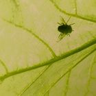 Hummel auf einem Blatt