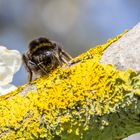 Hummel auf einem Kirschbaum