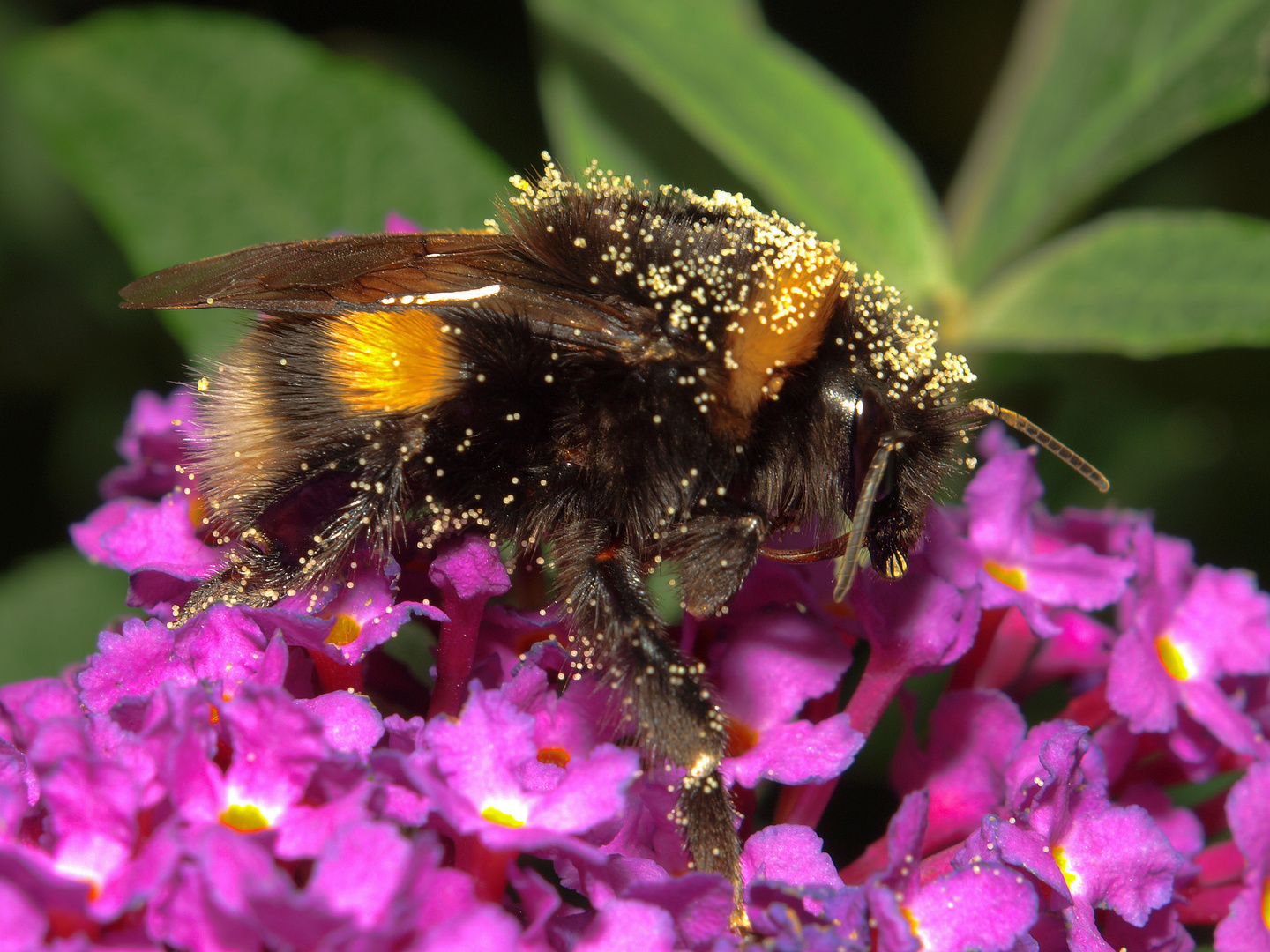 Hummel auf einem Schmetterlingsbaum