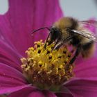 Hummel auf einem Schmuckkörbchen - Bumblebee at Cosmos bipinnatus