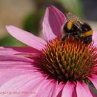 Hummel auf einen roten Sonnenhut