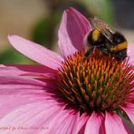 Hummel auf einen roten Sonnenhut