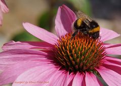 Hummel auf einen roten Sonnenhut