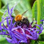 Hummel auf einer Berg-Flockenblume