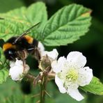 Hummel auf  einer Blüte !!