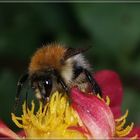 Hummel auf einer Blüte