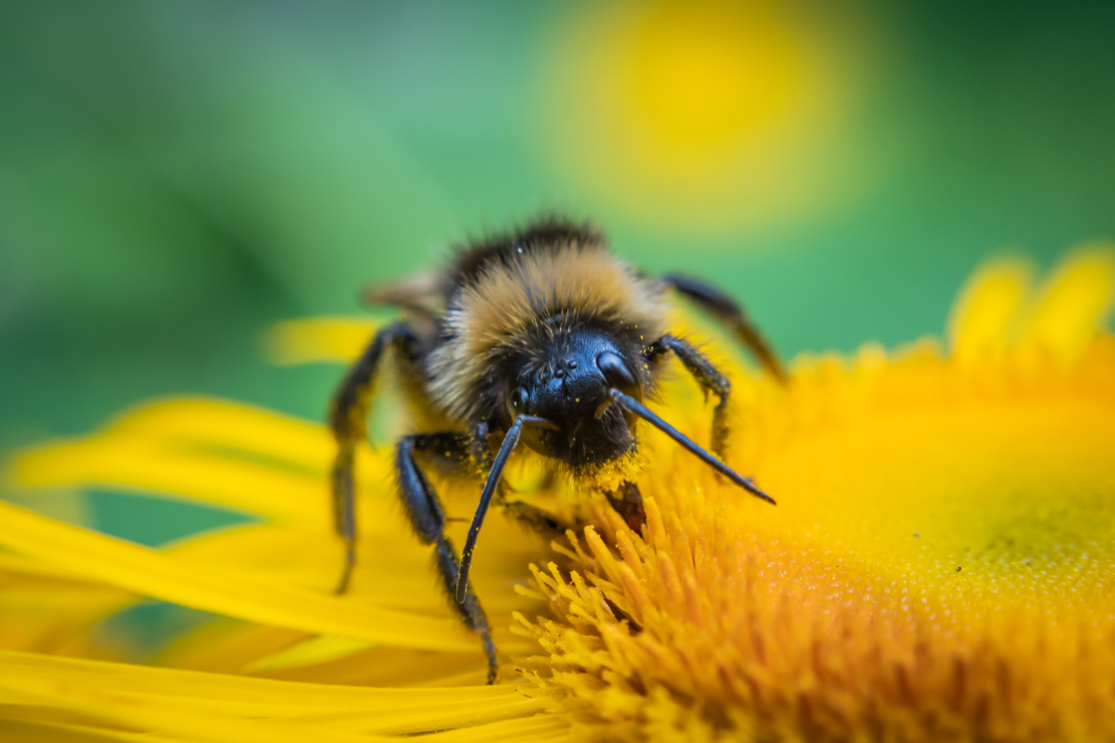 Hummel auf einer Blüte