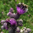 Hummel auf einer Blüte