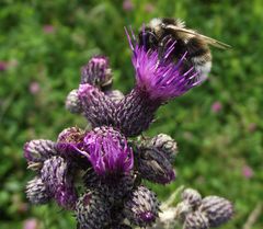 Hummel auf einer Blüte