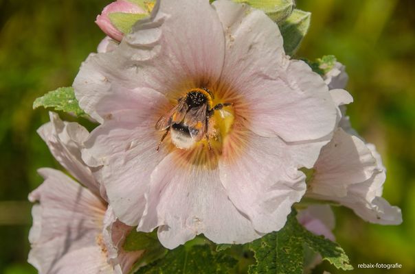 Hummel auf einer Blüte
