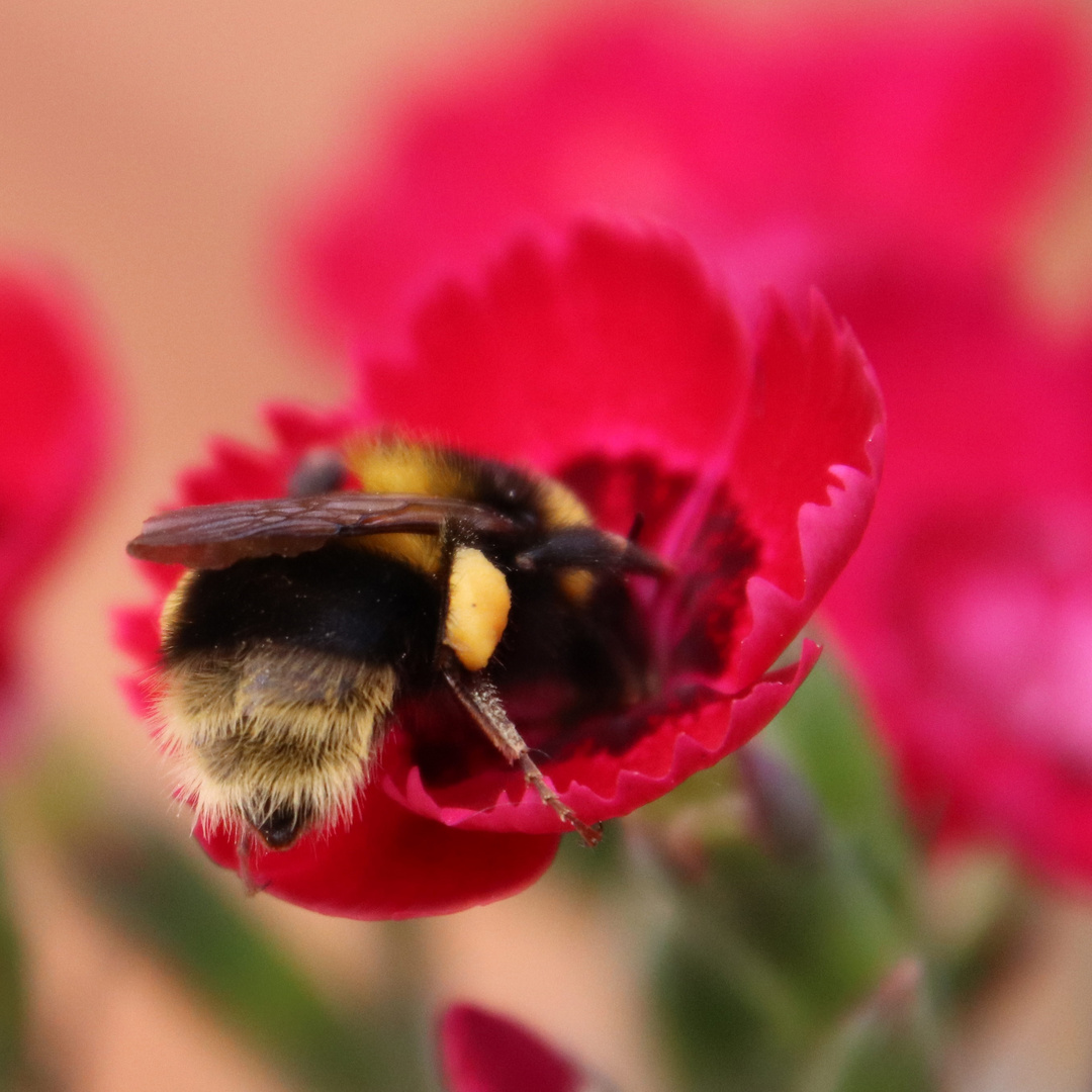 Hummel auf einer Blüte