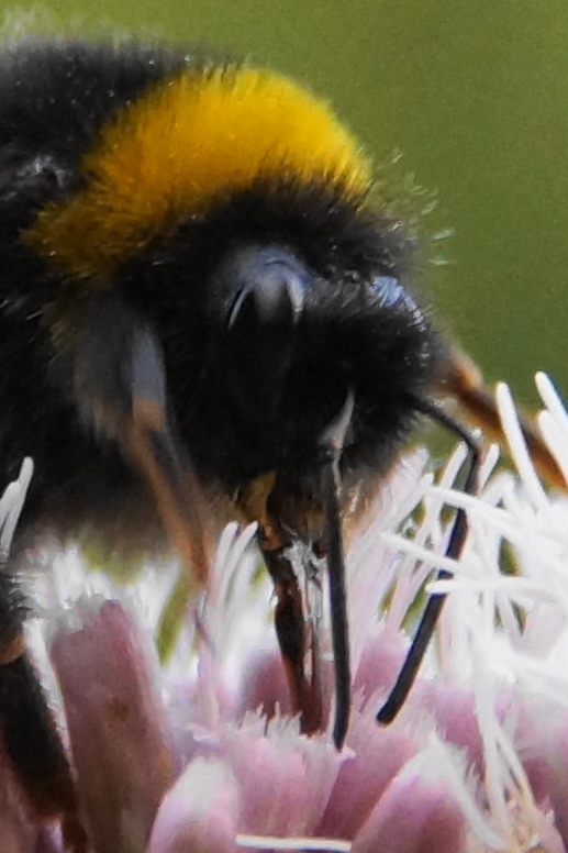 Hummel auf einer Blüte