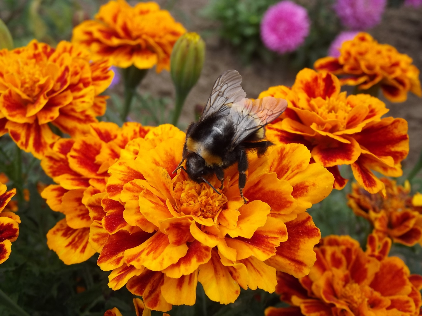 Hummel auf einer Blume