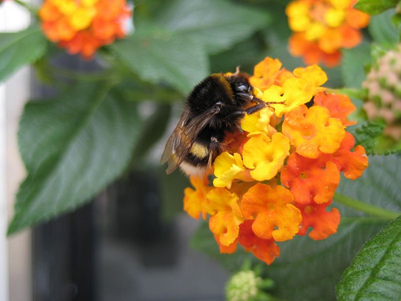 Hummel auf einer Blume