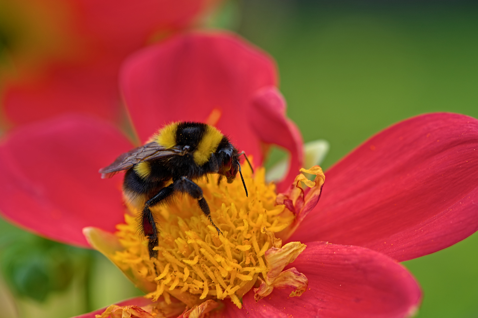 Hummel auf einer Dahlie