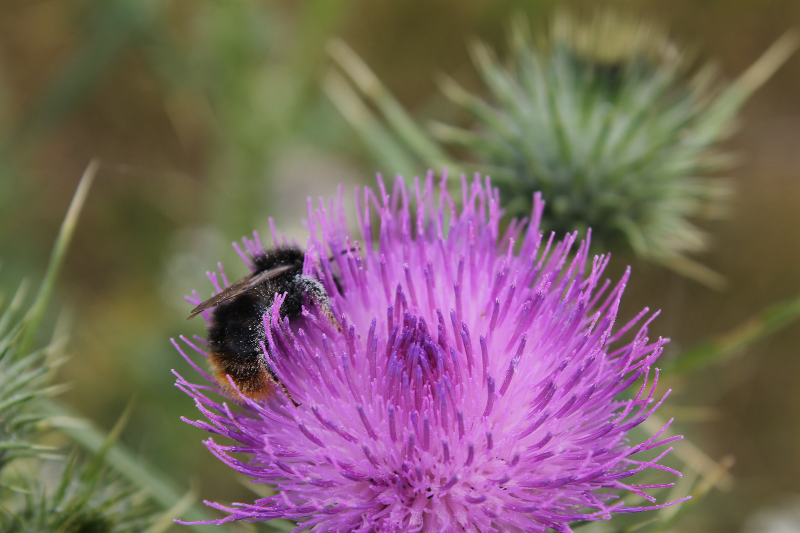 Hummel auf einer Diestel 