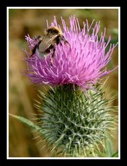 Hummel auf einer Distel