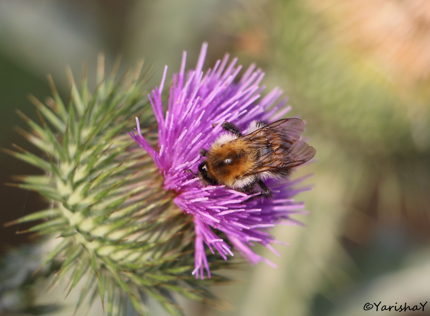 Hummel auf einer Distel