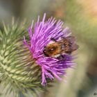 Hummel auf einer Distel