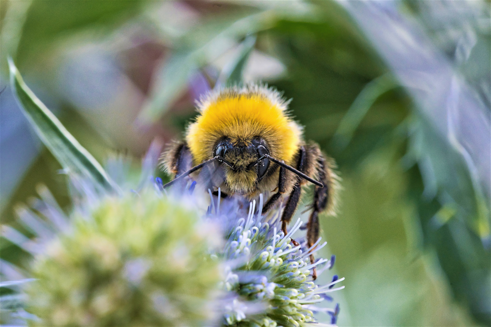 Hummel auf einer Distelblüte