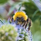 Hummel auf einer Distelblüte