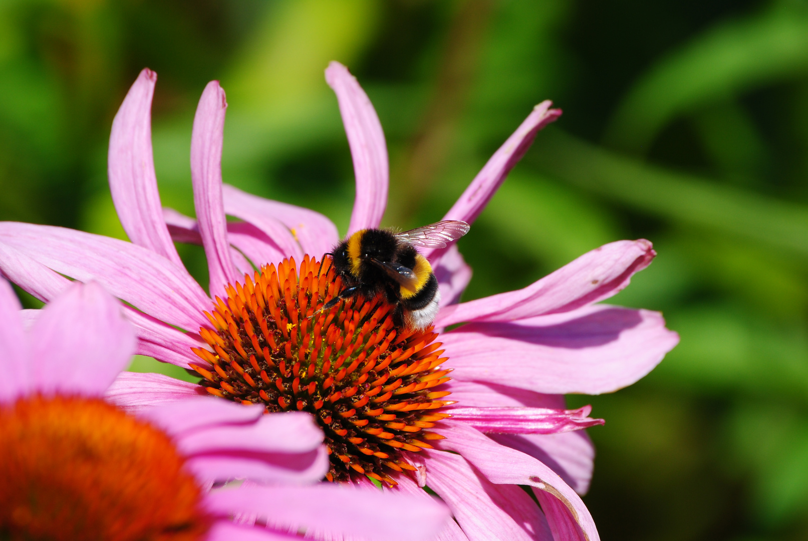 Hummel auf einer Echinacea