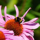 Hummel auf einer Echinacea