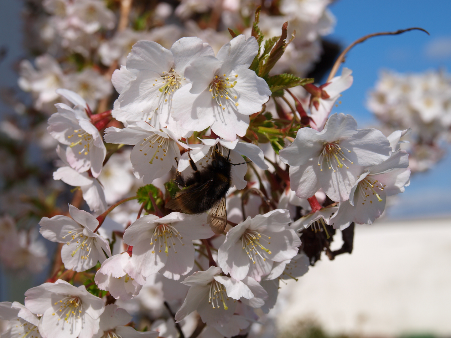 Hummel auf einer Kirschblüte