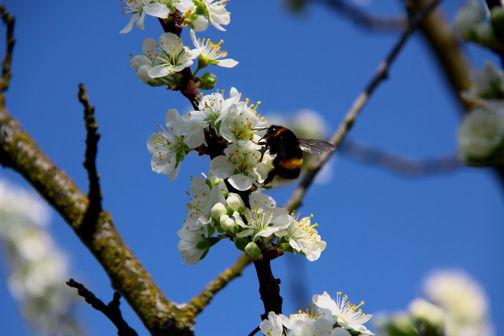 Hummel auf einer Pflaumenblüte...