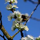 Hummel auf einer Pflaumenblüte...