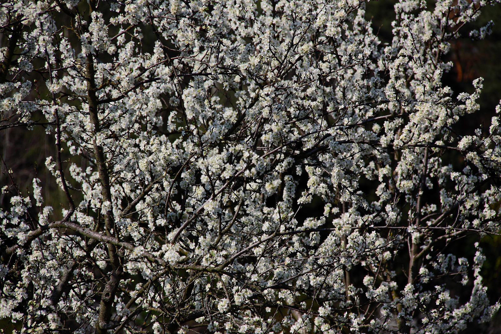 Hummel auf einer Pflaumenblüte...