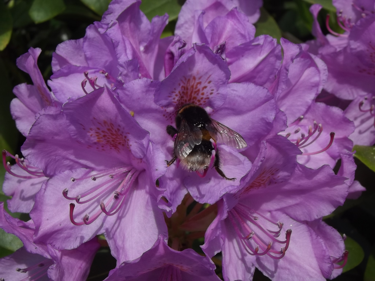 Hummel auf einer Rhododendron