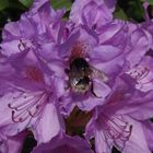 Hummel auf einer Rhododendron