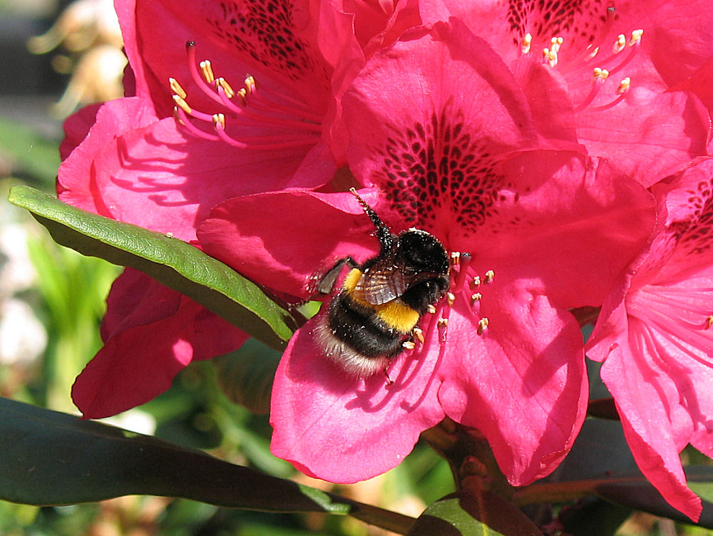 Hummel auf einer Rhododendronblüte