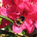 Hummel auf einer Rhododendronblüte