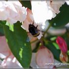 Hummel auf einer Rhododendronblüte