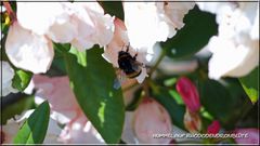 Hummel auf einer Rhododendronblüte