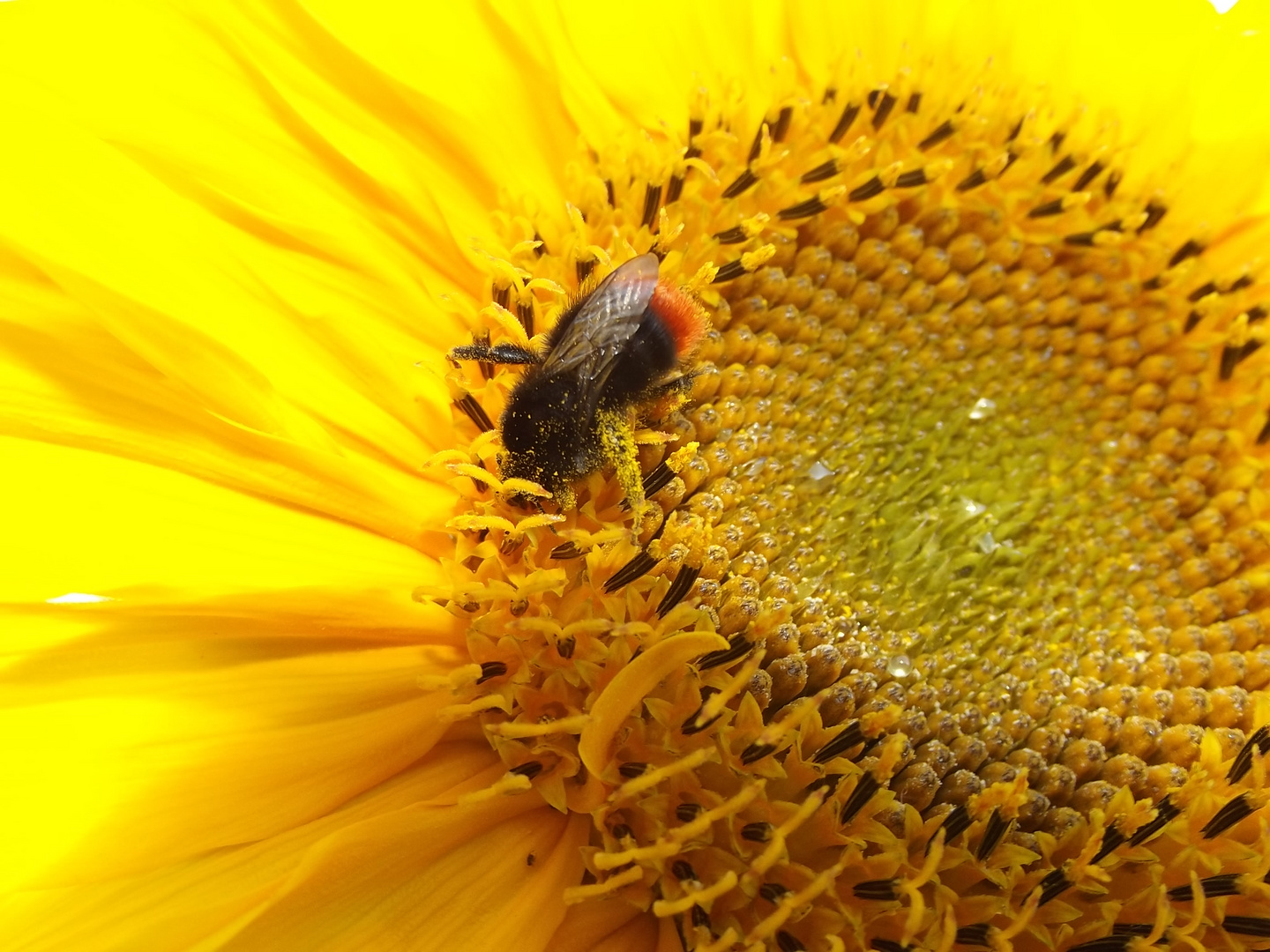 Hummel auf einer Sonnenblume