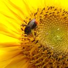 Hummel auf einer Sonnenblume