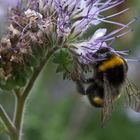 Hummel auf einer Wildblumenwiese