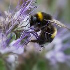 Hummel auf einer Wildblumenwiese