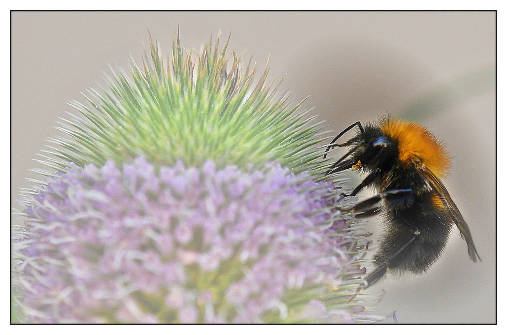 Hummel auf einer "Wilden Karde"