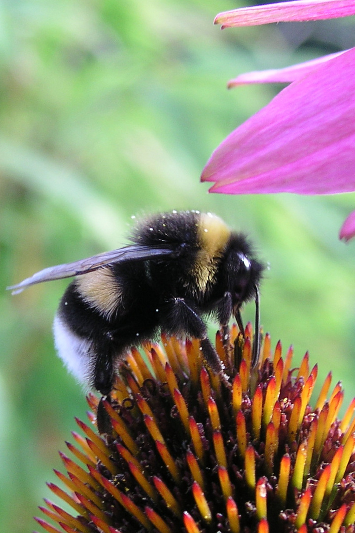 Hummel auf Eisenhut