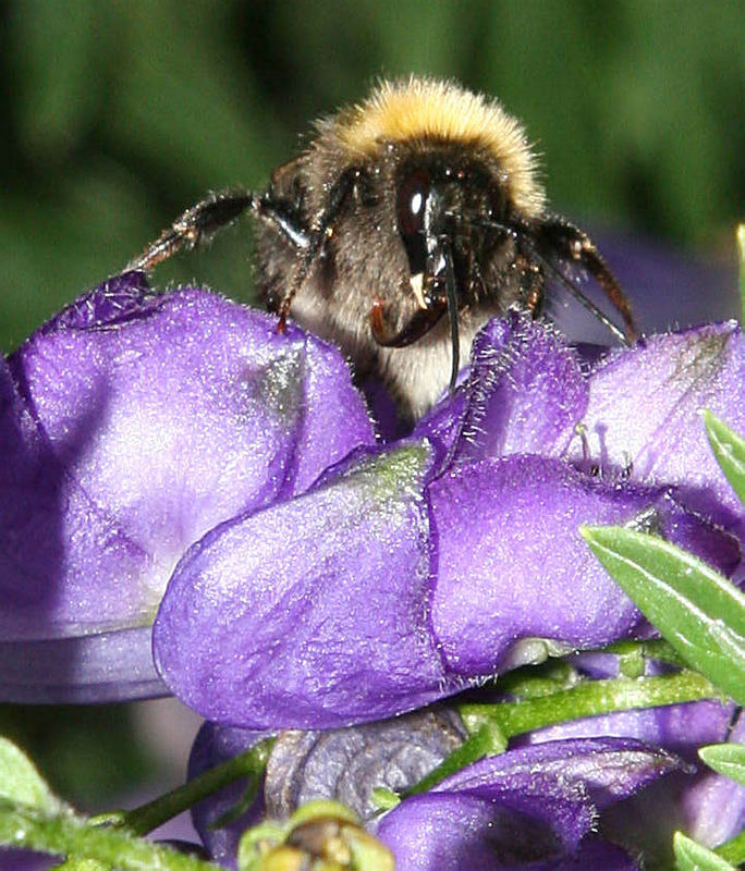 HUMMEL AUF EISENHUT