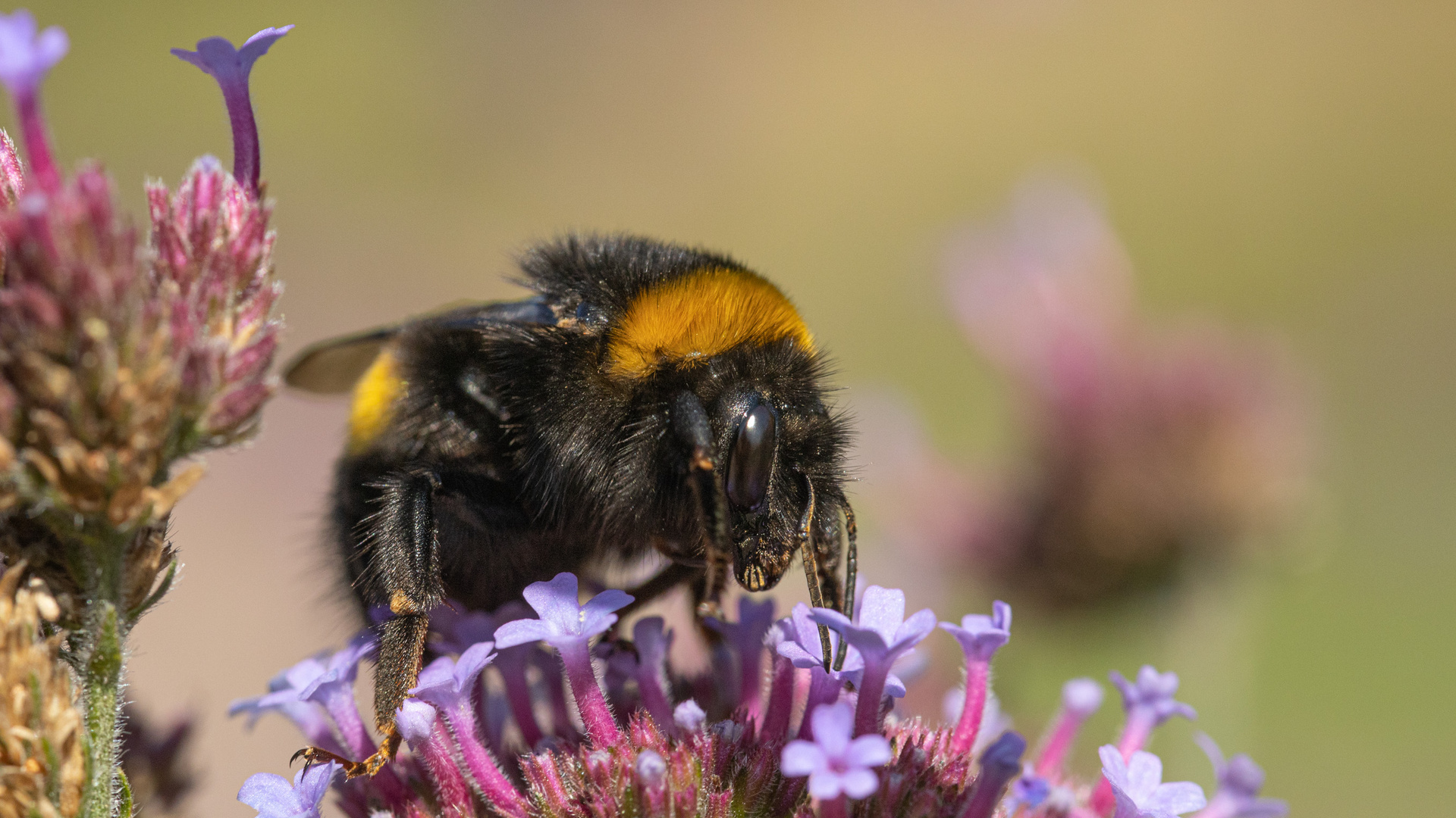 Hummel auf Eisenkraut I